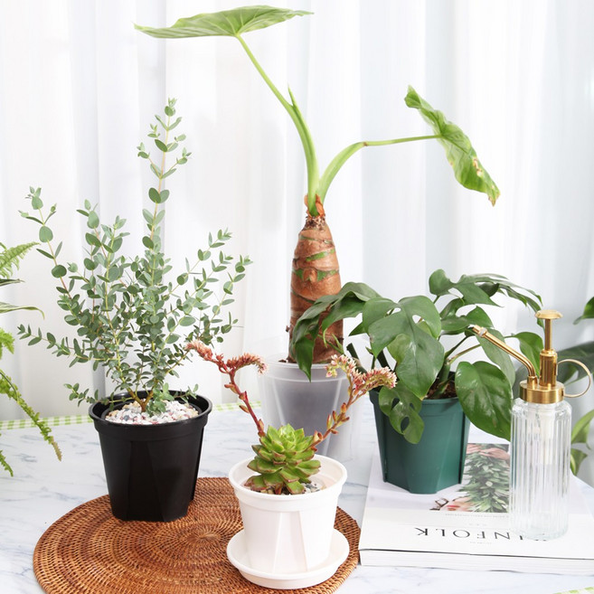 세경팜 원형 삽목 슬릿화분 슬릿분, White(화이트), 3개