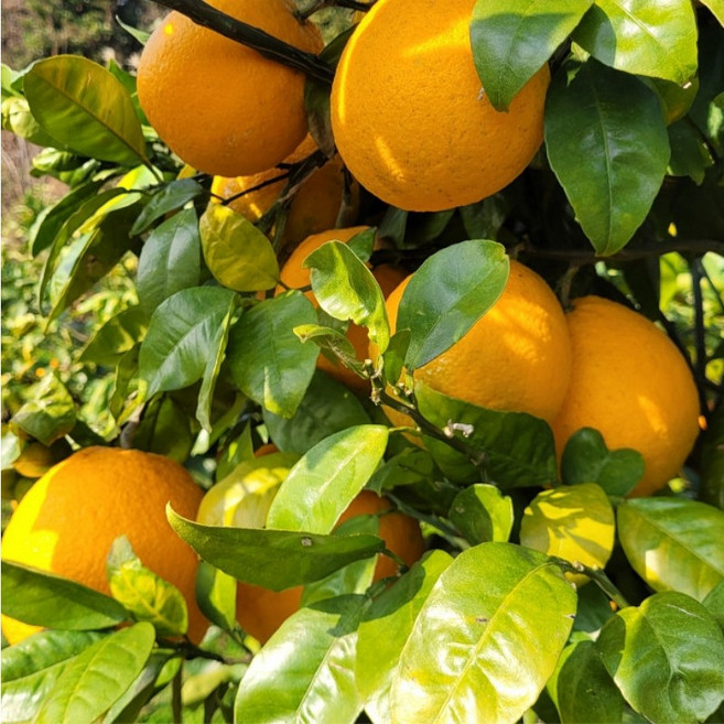 제주 댕유자 댕유지 당유자 유자 생과, 1박스, 4kg