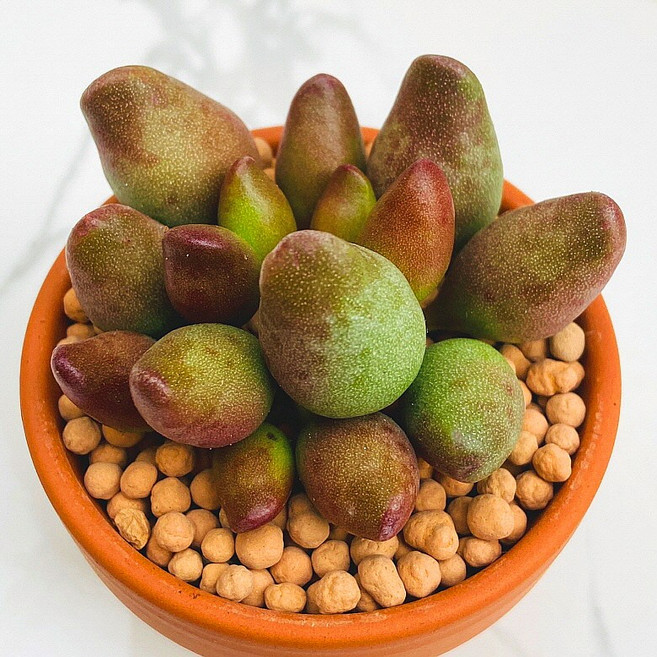 다육식물 선인장 화분 식물 꽃 생명력 카페꾸미기 장식 공기정화 전자파차단 희귀식물 인디안곤봉, 1개