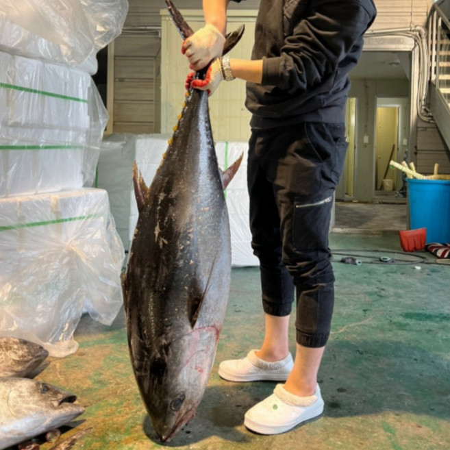 국내산 참다랑어 1마리, 1개, 원물 4kg 내외