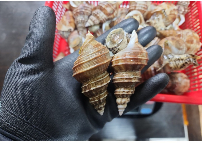 [대운수산] 당일바리 생물 살고동, 1박스, 1kg(40미내외)중소