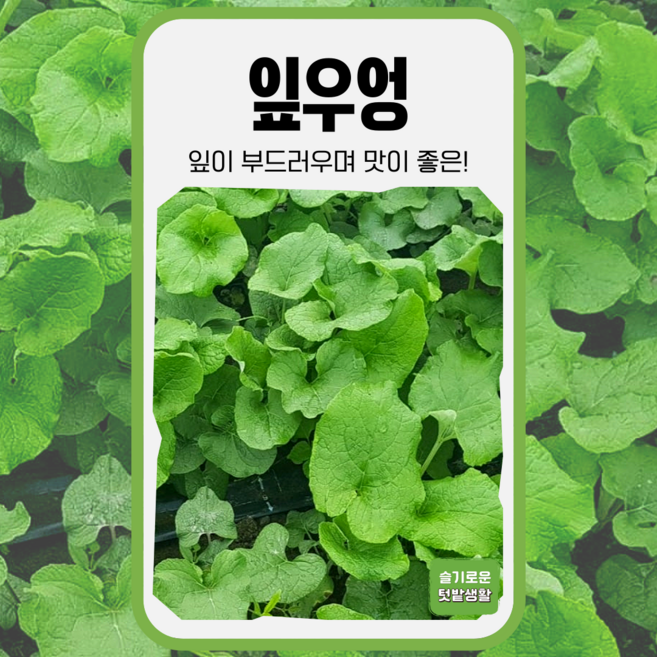 잎우엉 씨앗 5g 경신종묘 종자 모종 씨 작물 야채 채소 나물 쌈채소, 1개