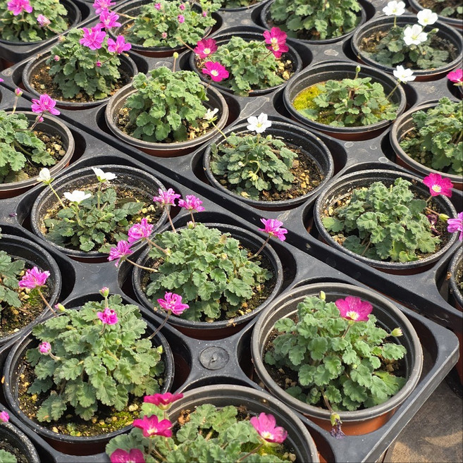 풍로초 노지월동 야생화 반려식물 남서울식물원, 3개, 단일