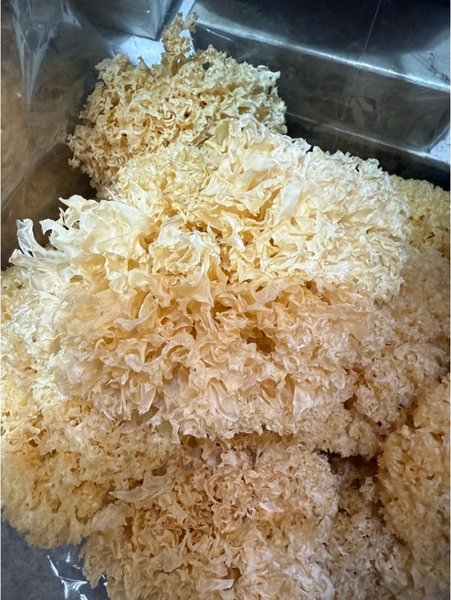 白木耳 雪耳 銀耳, 1個