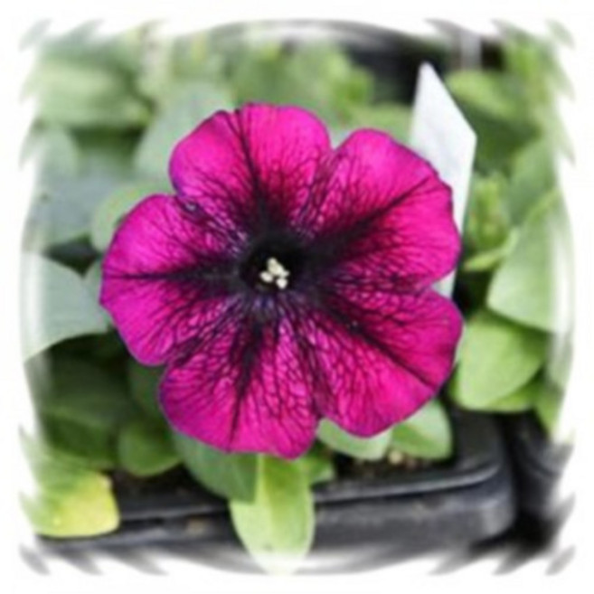 [꽃씨]페츄니아