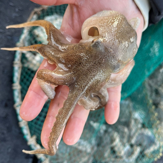 [다정한농수산] 서해 자연산 활쭈꾸미 산지직송, 1개, 1kg 7-13미