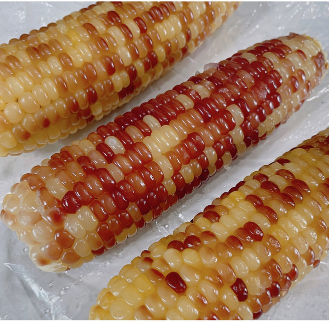 무첨가 건강 간식 홍찰옥수수 사이즈 찰 옥수수, 15개, 특대