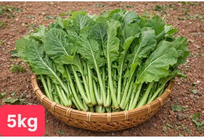 [여수진이네] 당일제조 국내산 생갓 여수돌산생갓, 1세트, 5kg