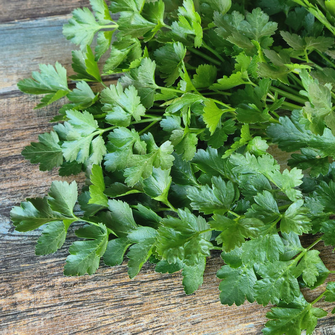 유기농 이태리파슬리 생잎 이탈리안 파세리 향신료, 300g, 1개