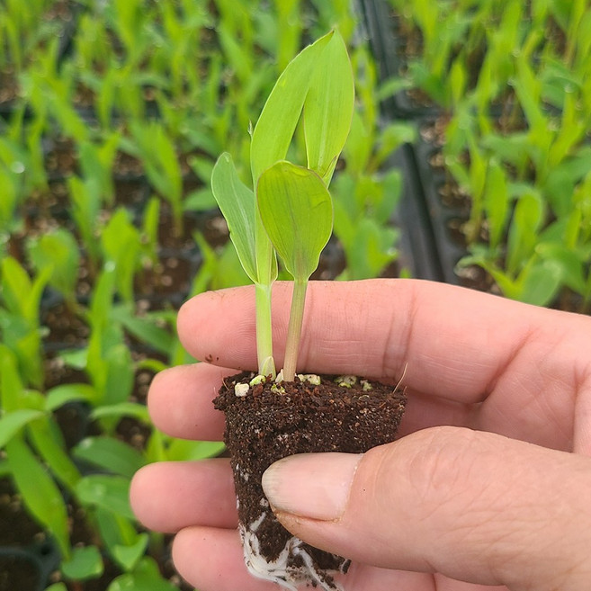 하라네 옥수수모종 괴산 대학 찰옥수수 모종 미백, 14개