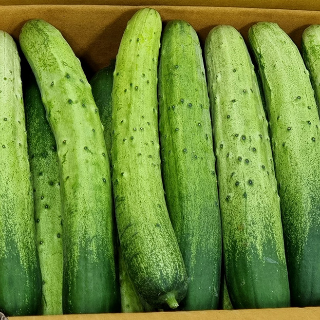 [싱싱냠냠] 국내산 백다다기오이 백오이 다다기오이, 1박스, 10kg(최상품)