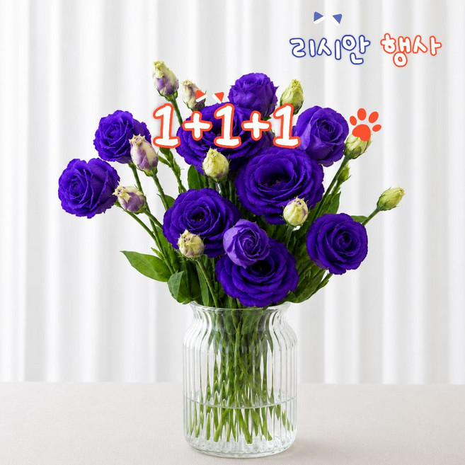 리씨에 리시안셔스 생화 꽃다발 꽃선물 1+1+1 랜덤추가, 1개, [행사]리시안셔스1+1+1(보라+랜덤+랜덤)