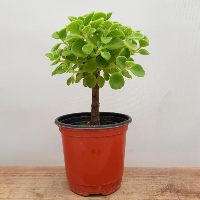 [용이네 화원] 상큼한 향이 나는 외목 토피어리 장미허브 169 화원 농원