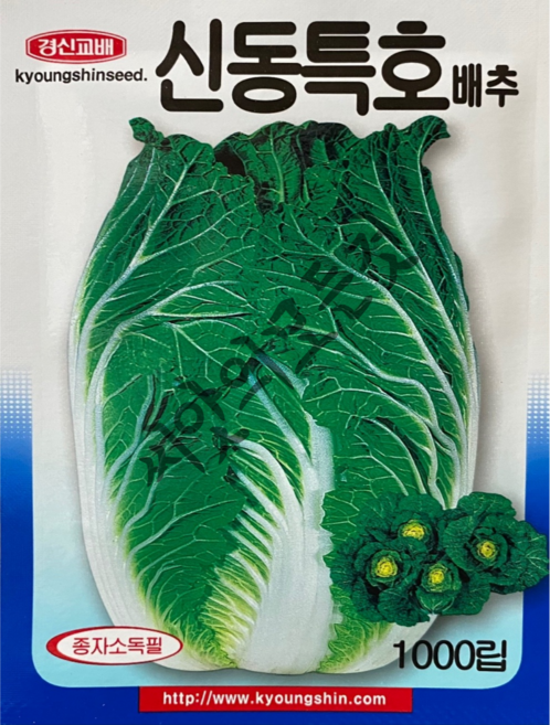 신동특호 김장배추 씨앗 1000립 모양과 맛이 우수하여 김장용으로 최적품종 가을종자, 1개