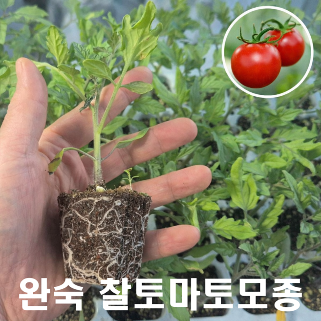 완숙 찰토마토모종, 25개