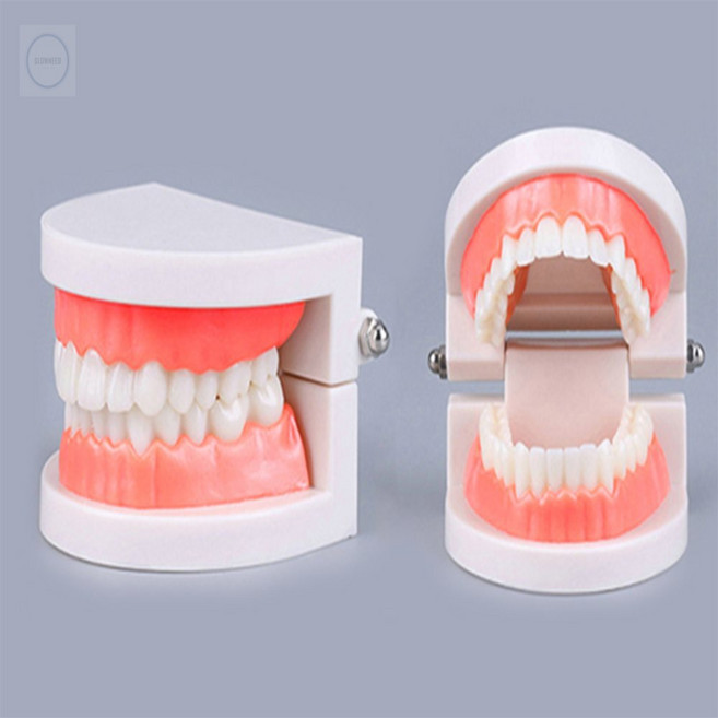 SLOWNEED 치아모형 치아모형양치교구