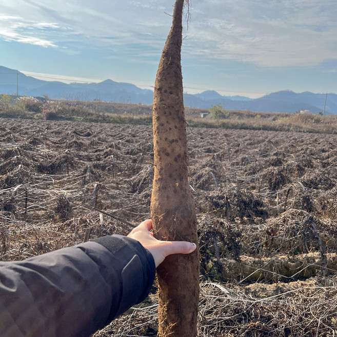 안동 장 마 안동마 안동 생마 안동특산물 국산 마 구매 마사토 마 햇마, 1개, 1kg 중품