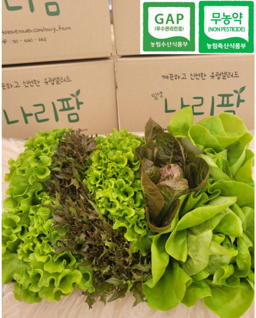 친환경 무농약 유럽샐러드 유러피안 샐러드 채소 1kg (6~8종) / 600g (3~5종) 유럽 상추 쌈채소 모둠 로메인 카이피라 버터헤드, 1박스