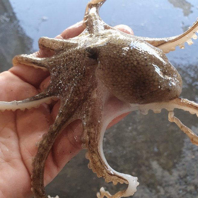 삼시세끼연구소 알터지는 알쭈꾸미 생물 알배기 쭈꾸미 주꾸미 특품, 1박스, 1kg