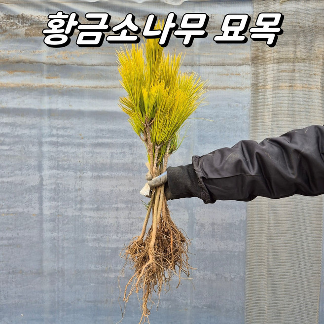 황금소나무 접목묘 조경수 묘목, 10개, 접목1년생