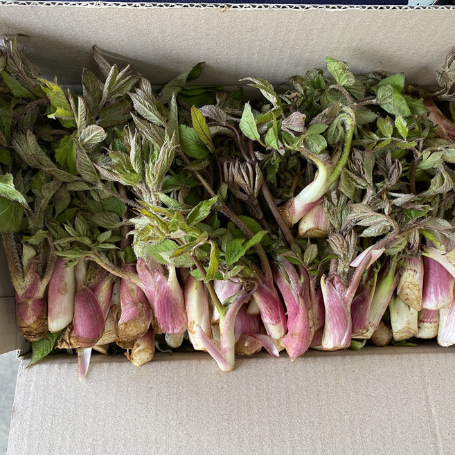 [돌산총각] 해풍 맞은 노지 자연산 땅두릅 나물 독활, 1kg, 1세트