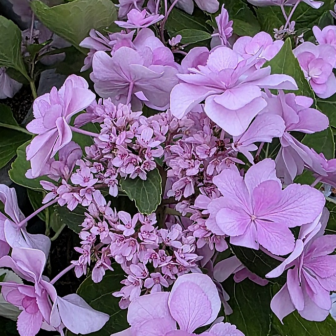 아름다운 분홍꽃 샤샤 수국 소품, 1개