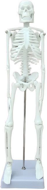 전신 골격 모형 인체 해골 뼈 모형 해부학 관절 가동형 구조 스탠드, 1세트, 화이트(45cm)