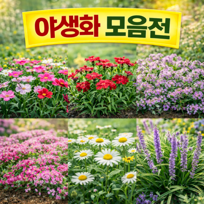 야생화 (백리향 꽃잔디 패랭이꽃 맥문동), 1. 상록패랭이, 15개