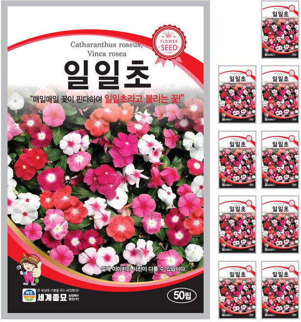 일일초 씨앗 50립 꽃씨앗 세계종묘 모칸도, 10개