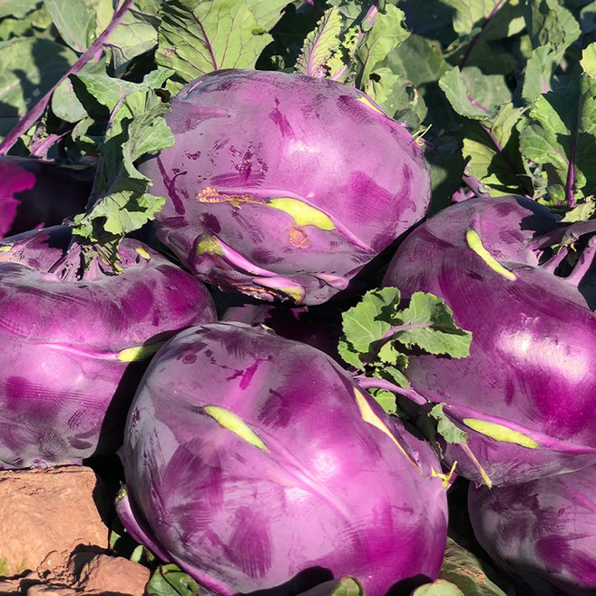 제주 콜라비, 5kg, 1개