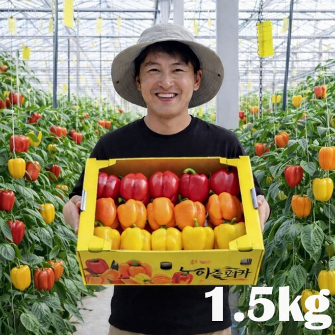 [타임특가 15% 할인] 산지 직송 신선하고 아삭한 맛! 고당도 파프리카, 1박스, 파프리카(색상랜덤) 1.5kg