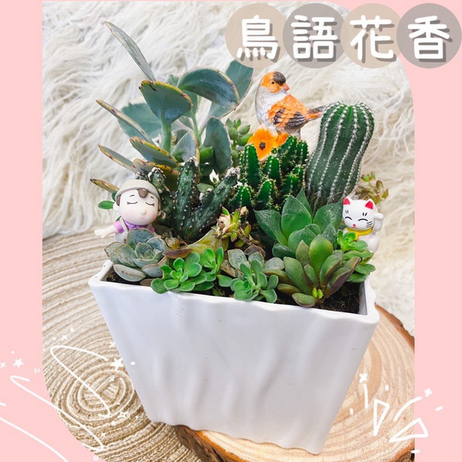 原創 鳥語花香招財貓盆栽/開幕祝賀盆栽/店內擺飾/多肉植物/療癒盆栽/室內植物, 1個, 大盆