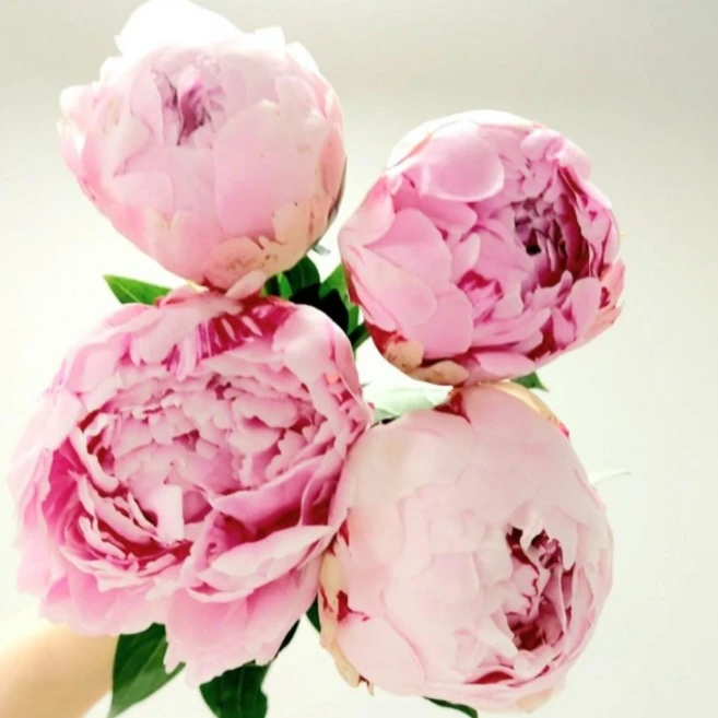 작약꽃 사라작약 4송이 생화 꽃배달싼곳 양재꽃시장도매 온라인꽃집, 1개, 사라작약4송이(꽃만) - 쿠팡