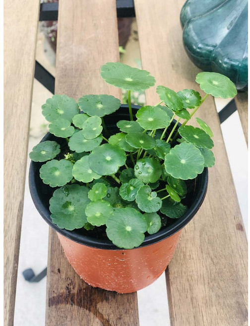 서비내 워터코인 수경재배 수경식물 초보자식물 키우기쉬운식물, 1개, 없음