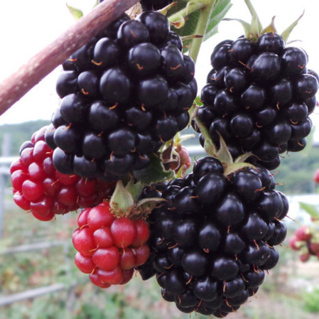 2025년 특품 햇 블랙베리복분자, 10kg, 1박스, 블랙베리복분자 10kg