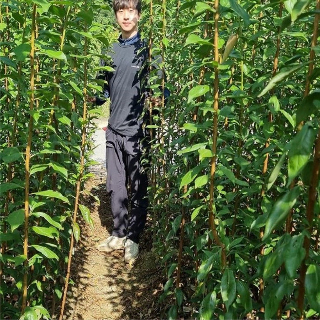 살구나무 묘목 하코트 왕살구 특대묘 플럼코트 자두살구나무, 플럼코트자두살구 특대묘 랜덤