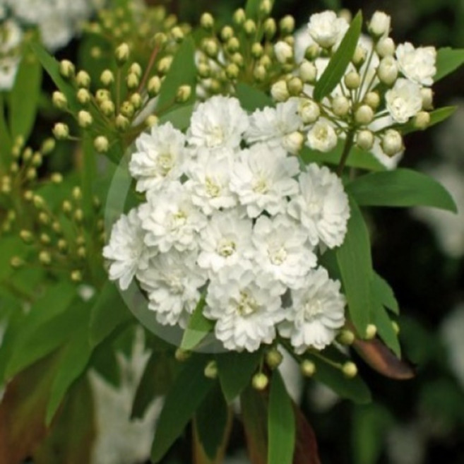 소주조팝나무 묘목 겹공조팝 키80cm내외 분, 1개