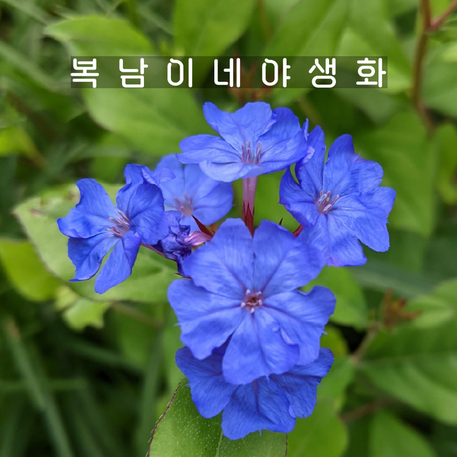 남설화 [3개 복남이네야생화 나무앵초 하디플럼바고 세라토스티그마 ceratostigma], 3개