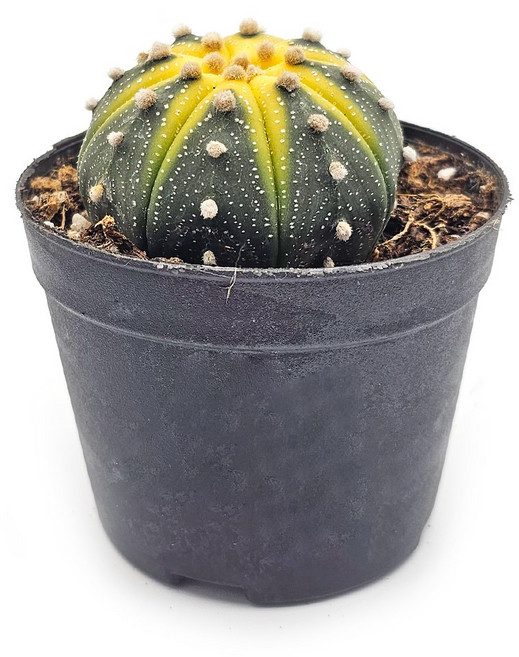 미미네아쿠아 희귀식물 선인장 - 투구 1포트