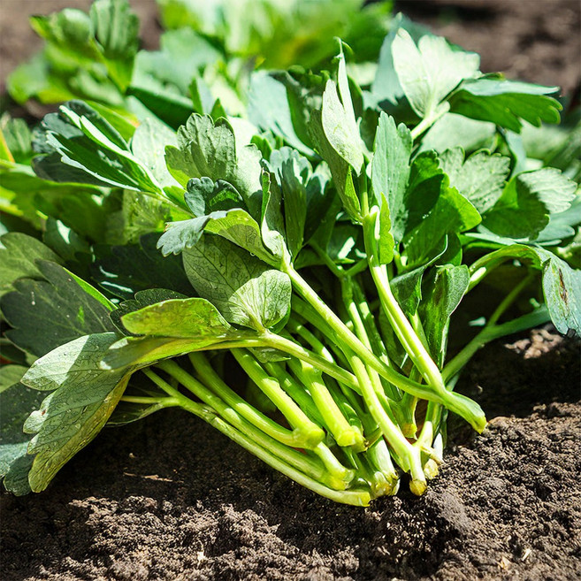 오늘 새벽에 수확한 방풍나물 노지 자연산, 1박스, 4kg