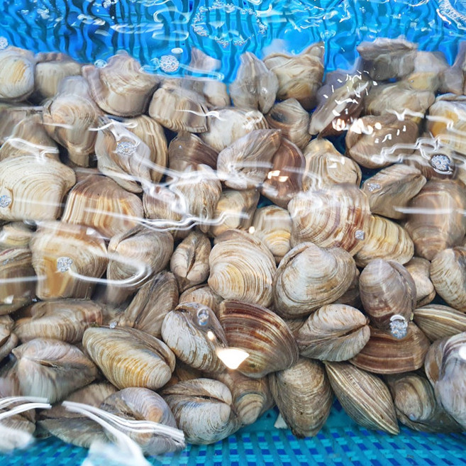 엄지척수산물] 남해안 산지직송 바지락(해감), 1박스, 바지락 500g(45미내외)