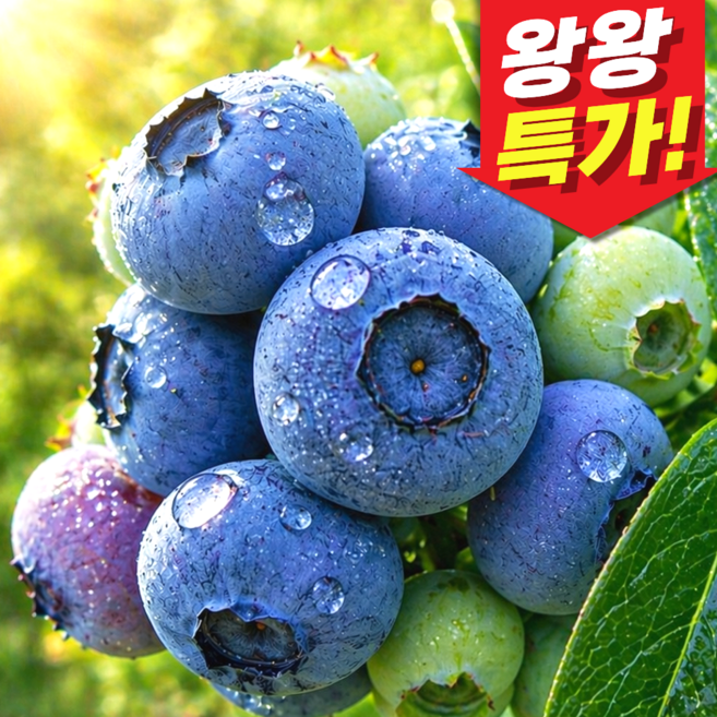 [특품할인]2026년 국내산 생과 생 블루베리, 1개, [왕왕] 1kg _(인기!