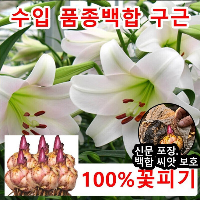 3+3 수입 백합꽃 백합 구근 향기백합구근 백합꽃 구근 노지월동6개, 6개, 집속