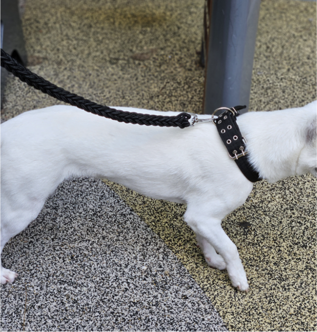 심바 대형견 리드줄 + 목줄 세트, 1개