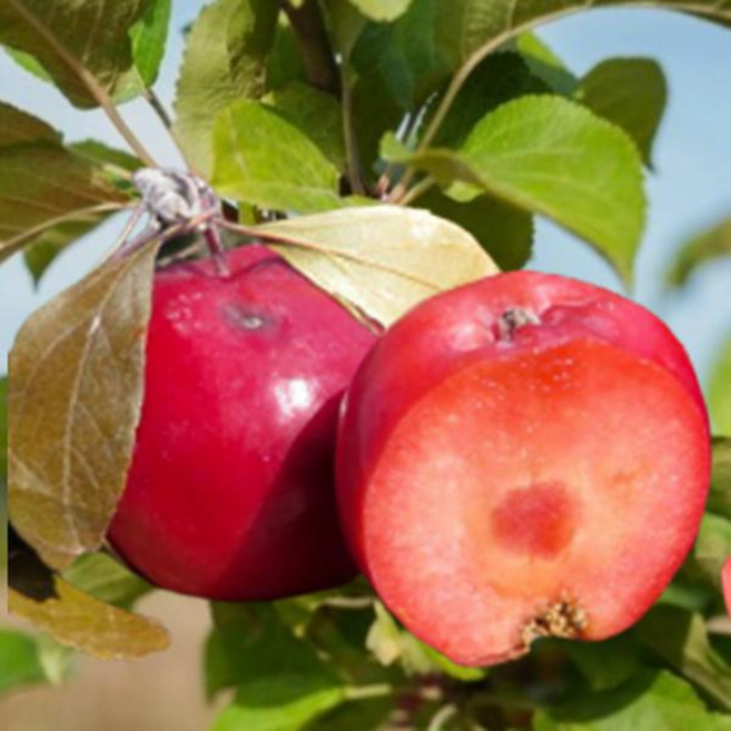 유실수 묘목/속 빨간 미니사과 파이어크래커/접목 1년 뿌리묘 KJ1041