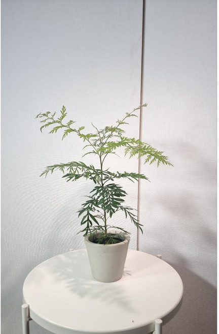 서비내 그레빌레아 중소형 감성식물 인테리어식물 키우기쉬운식물, 1개, .