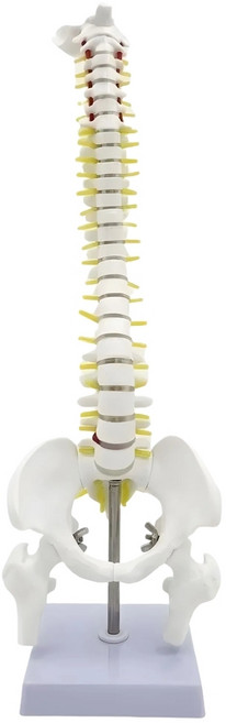 척추 뼈 모형 경추 흉추 요추 추간판 신경 골반 대퇴골 45cm 해부학 인체 모델, 1세트