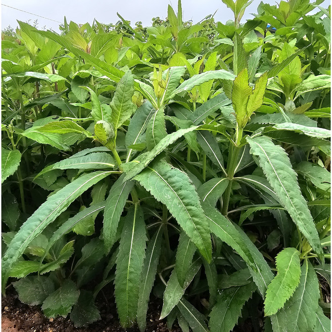 [산지직송] 싱싱함이 살아있는 생 잔대순 당일채취 당일발송, 1kg, 1박스