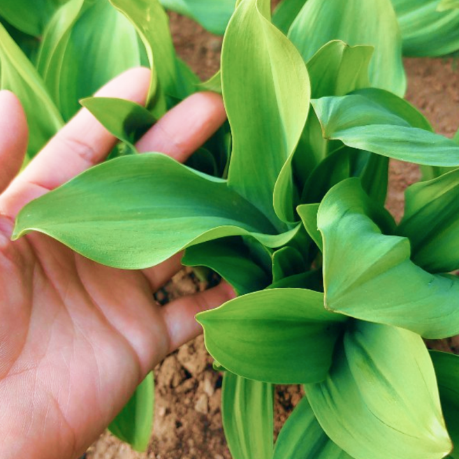 [황금알신선연구소] 유기농 인증 명이나물 산지직송, 1박스, 3kg