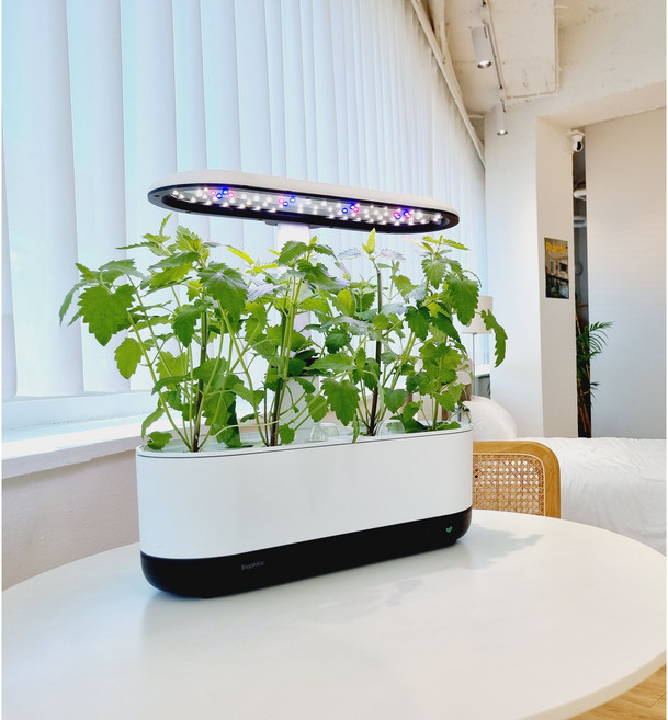 바이오필릭 반려식물재배기, 1개